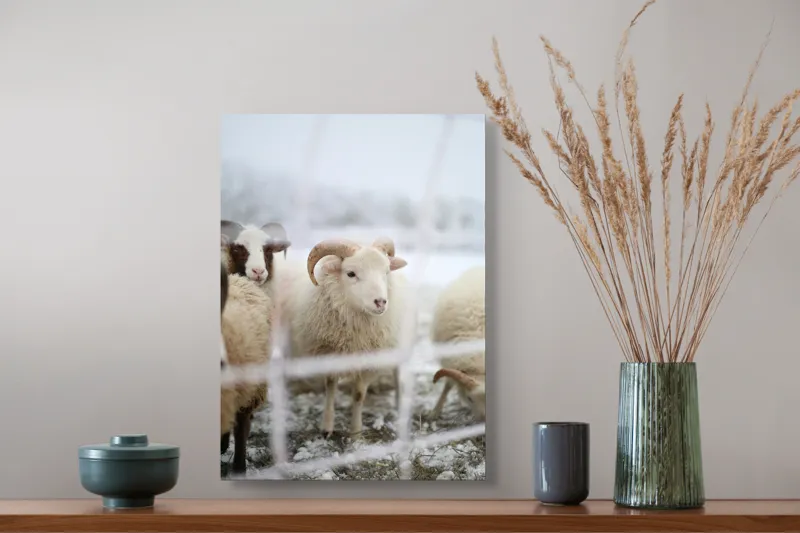 Tablou Canvas, "Oile odihnesc în zăpadă liniștită", Oi, Zăpadă, Țarcuri, Iarnă, Blană, Coarne, Peisaj, Frig, Animale, Câmp, 39 x 54 cm – poza 3