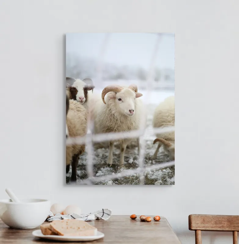 Tablou Canvas, "Oile odihnesc în zăpadă liniștită", Oi, Zăpadă, Țarcuri, Iarnă, Blană, Coarne, Peisaj, Frig, Animale, Câmp, 50 x 70 cm – poza 3