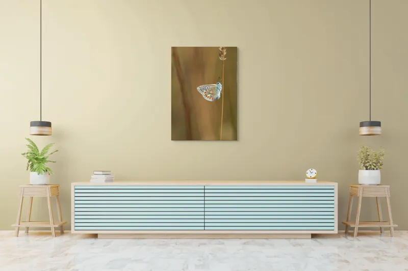 Tablou Canvas, "Fluture delicat pe tulpină subțire", Fluture, Delicat, Natură, Culori, Fragilitate, Aripă, Echilibru, Naturalețe, 70 x 100 cm – poza 5