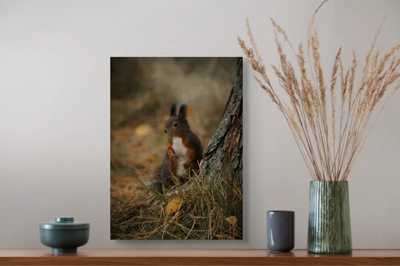Tablou Canvas, "Veverița curioasă la marginea pădurii", Veveriță, Pădure, Trunchi, Blană, Toamnă, Frunze, Natură, Ghinde, Urechiușe, Ochii, Blândă, Curioasă, 39 x 54 cm – poza 3
