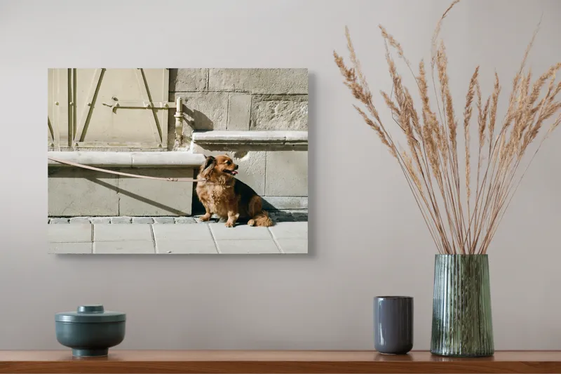 Tablou Canvas, "Câinele așteaptă liniștit la umbră", Câine, Lesă, Umbră, Pereți, Trotuar, Blană, Iluminare, Odihnă, 54 x 39 cm – poza 4