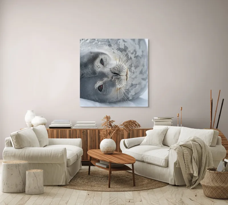 Tablou Canvas, "Visul odihnit al focii somnoroase", Sigiliu, Relaxat, Zăpadă, Mustăți, Piele, Gheață, Ochi, Blană, Calm, Fundal Alb, 100 x 100 cm – poza 3