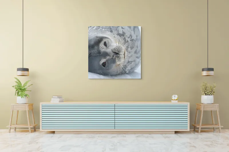 Tablou Canvas, "Visul odihnit al focii somnoroase", Sigiliu, Relaxat, Zăpadă, Mustăți, Piele, Gheață, Ochi, Blană, Calm, Fundal Alb, 100 x 100 cm – poza 5