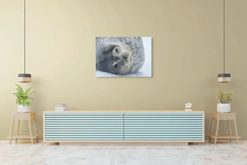 Tablou Canvas, "Visul odihnit al focii somnoroase", Sigiliu, Relaxat, Zăpadă, Mustăți, Piele, Gheață, Ochi, Blană, Calm, Fundal Alb, 100 x 70 cm – poza 4