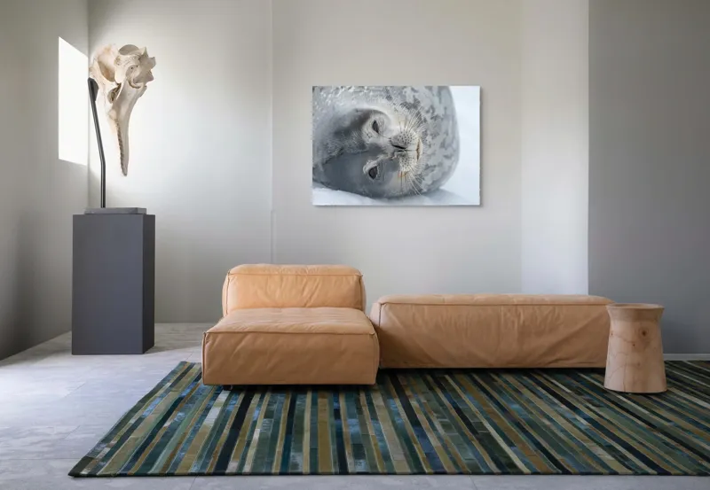 Tablou Canvas, "Visul odihnit al focii somnoroase", Sigiliu, Relaxat, Zăpadă, Mustăți, Piele, Gheață, Ochi, Blană, Calm, Fundal Alb, 100 x 70 cm – poza 7