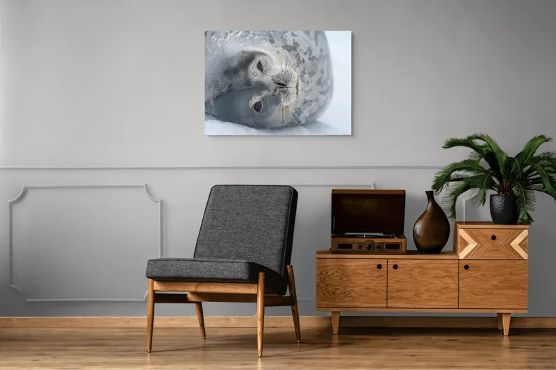 Tablou Canvas, "Visul odihnit al focii somnoroase", Sigiliu, Relaxat, Zăpadă, Mustăți, Piele, Gheață, Ochi, Blană, Calm, Fundal Alb, 100 x 70 cm – poza 8