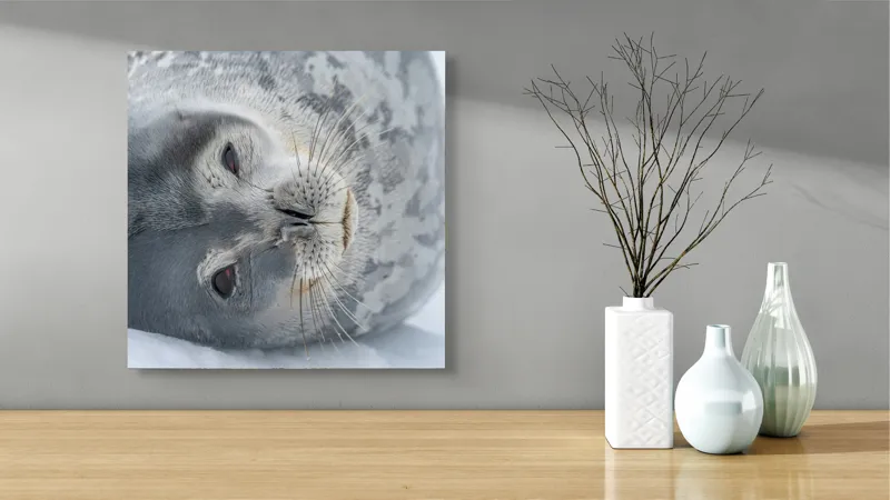 Tablou Canvas, "Visul odihnit al focii somnoroase", Sigiliu, Relaxat, Zăpadă, Mustăți, Piele, Gheață, Ochi, Blană, Calm, Fundal Alb, 50 x 50 cm – poza 3