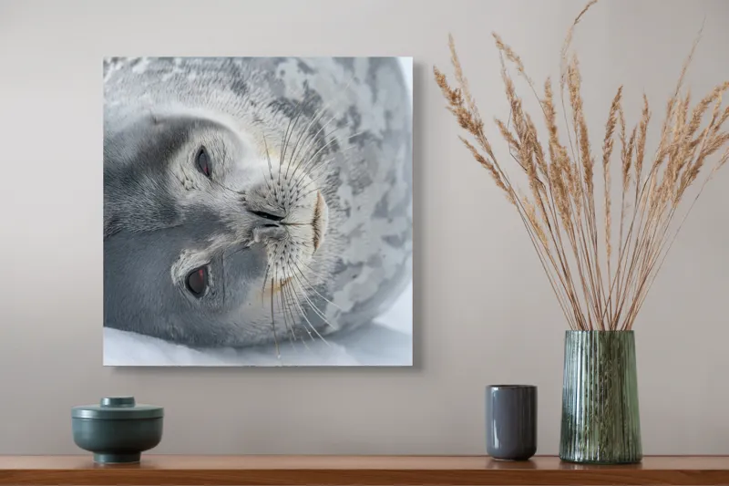 Tablou Canvas, "Visul odihnit al focii somnoroase", Sigiliu, Relaxat, Zăpadă, Mustăți, Piele, Gheață, Ochi, Blană, Calm, Fundal Alb, 50 x 50 cm – poza 4