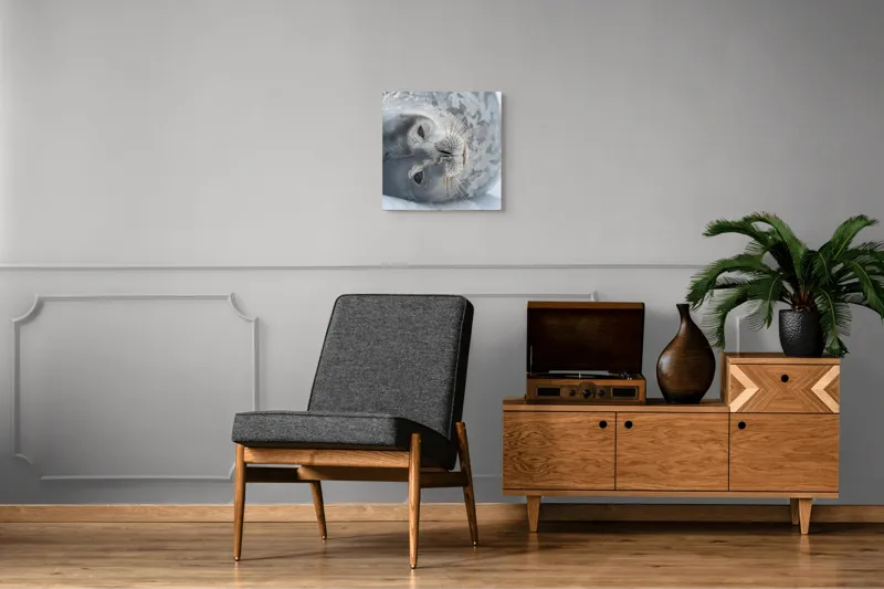 Tablou Canvas, "Visul odihnit al focii somnoroase", Sigiliu, Relaxat, Zăpadă, Mustăți, Piele, Gheață, Ochi, Blană, Calm, Fundal Alb, 50 x 50 cm – poza 6