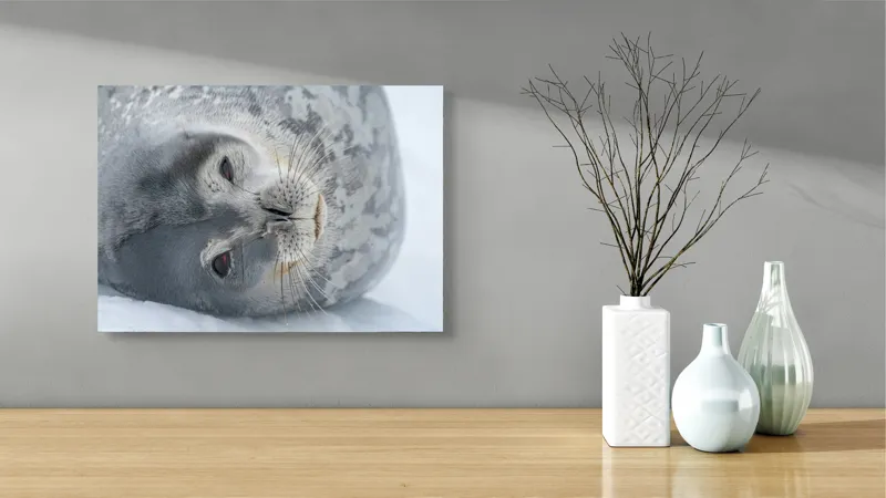 Tablou Canvas, "Visul odihnit al focii somnoroase", Sigiliu, Relaxat, Zăpadă, Mustăți, Piele, Gheață, Ochi, Blană, Calm, Fundal Alb, 54 x 39 cm – poza 3