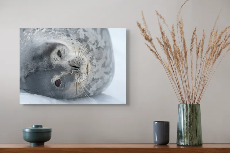 Tablou Canvas, "Visul odihnit al focii somnoroase", Sigiliu, Relaxat, Zăpadă, Mustăți, Piele, Gheață, Ochi, Blană, Calm, Fundal Alb, 54 x 39 cm – poza 4