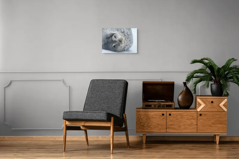 Tablou Canvas, "Visul odihnit al focii somnoroase", Sigiliu, Relaxat, Zăpadă, Mustăți, Piele, Gheață, Ochi, Blană, Calm, Fundal Alb, 54 x 39 cm – poza 7