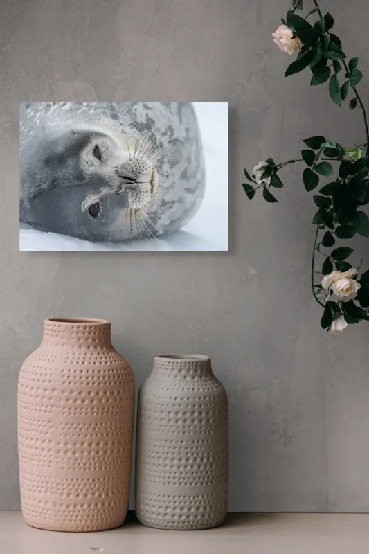 Tablou Canvas, "Visul odihnit al focii somnoroase", Sigiliu, Relaxat, Zăpadă, Mustăți, Piele, Gheață, Ochi, Blană, Calm, Fundal Alb, 54 x 39 cm – poza 8