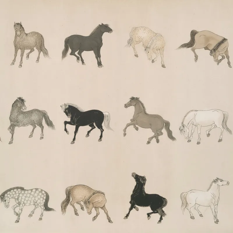 Tablou Canvas, "Cai în diferite mișcări și culori", Cal, Galop, Culoare, Contrast, Frumusețe, Eleganță, Diversitate, Mișcare, Formă, Dinamică, Grație, Artă, Compoziție, Natură, Siluetă, Postură., 50 x 50 cm – poza 2