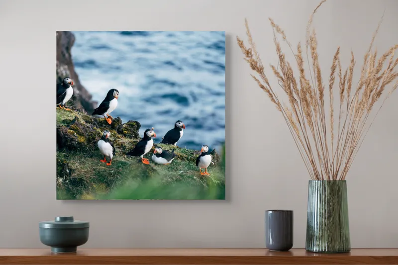 Tablou Canvas, "Papagalii de mare pe stânci verzi", Puffini, Ocean, Stâncă, Iarbă, Aripi, Plutire, Penaj, Bețe, Păsări, 50 x 50 cm – poza 4