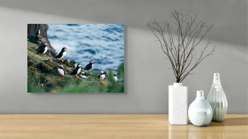 Tablou Canvas, "Papagalii de mare pe stânci verzi", Puffini, Ocean, Stâncă, Iarbă, Aripi, Plutire, Penaj, Bețe, Păsări, 54 x 39 cm – poza 3