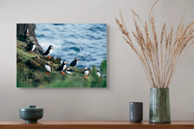 Tablou Canvas, "Papagalii de mare pe stânci verzi", Puffini, Ocean, Stâncă, Iarbă, Aripi, Plutire, Penaj, Bețe, Păsări, 54 x 39 cm – poza 4