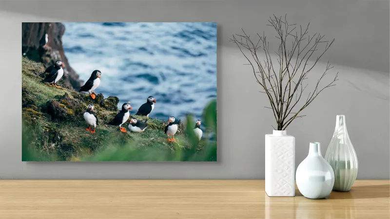 Tablou Canvas, "Papagalii de mare pe stânci verzi", Puffini, Ocean, Stâncă, Iarbă, Aripi, Plutire, Penaj, Bețe, Păsări, 70 x 50 cm – poza 3