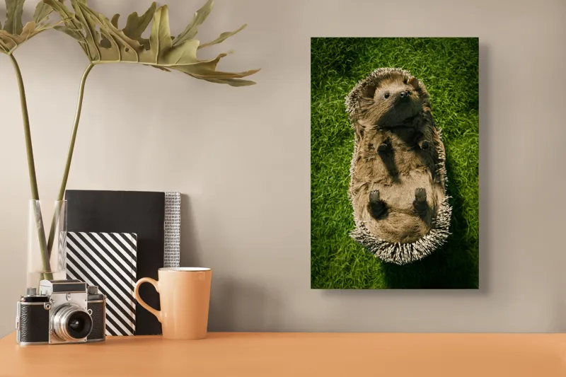 Tablou Canvas, "Ariciul somnoros pe iarba verde", Spini, Blană, Iarbă, Nas, Ochisori, Gheruțe, Voinic, Drăgălășenie, Natură, 26 x 39 cm – poza 3