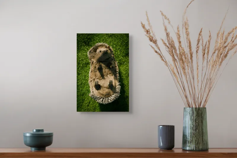 Tablou Canvas, "Ariciul somnoros pe iarba verde", Spini, Blană, Iarbă, Nas, Ochisori, Gheruțe, Voinic, Drăgălășenie, Natură, 26 x 39 cm – poza 5