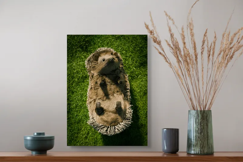Tablou Canvas, "Ariciul somnoros pe iarba verde", Spini, Blană, Iarbă, Nas, Ochisori, Gheruțe, Voinic, Drăgălășenie, Natură, 39 x 54 cm – poza 3