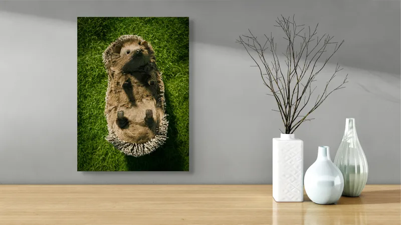 Tablou Canvas, "Ariciul somnoros pe iarba verde", Spini, Blană, Iarbă, Nas, Ochisori, Gheruțe, Voinic, Drăgălășenie, Natură, 39 x 54 cm – poza 4
