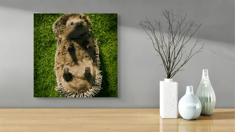 Tablou Canvas, "Ariciul somnoros pe iarba verde", Spini, Blană, Iarbă, Nas, Ochisori, Gheruțe, Voinic, Drăgălășenie, Natură, 50 x 50 cm – poza 3