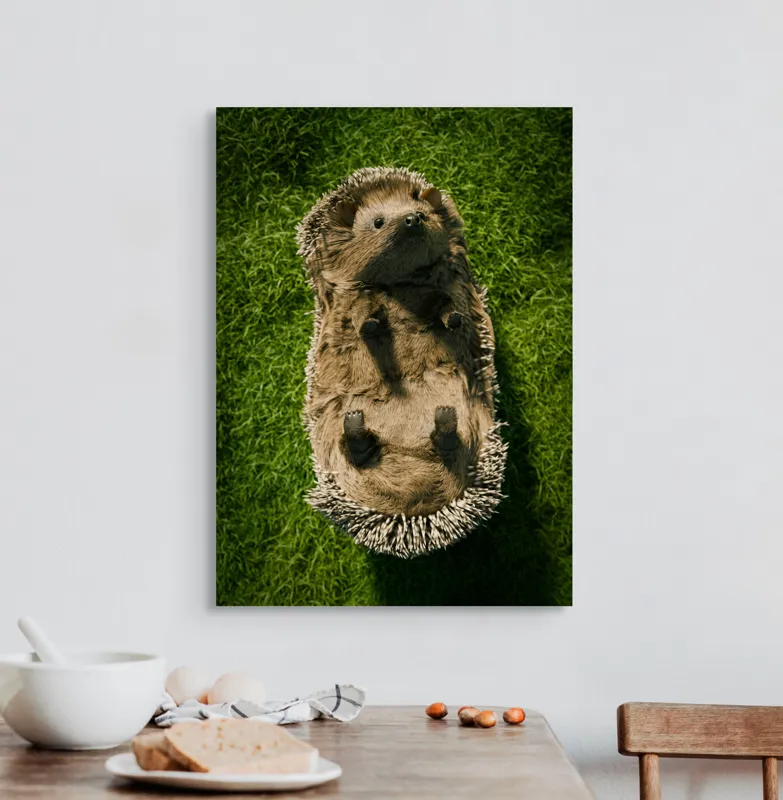 Tablou Canvas, "Ariciul somnoros pe iarba verde", Spini, Blană, Iarbă, Nas, Ochisori, Gheruțe, Voinic, Drăgălășenie, Natură, 50 x 70 cm – poza 3