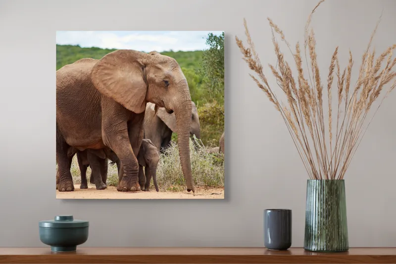 Tablou Canvas, "Familie de elefanți în savană africană", Elefanți, Savana, Verdeață, Familie, Natură, Tufișuri, Pui, Urechi Mari, Trunchiuri, Pășuni, 50 x 50 cm – poza 4