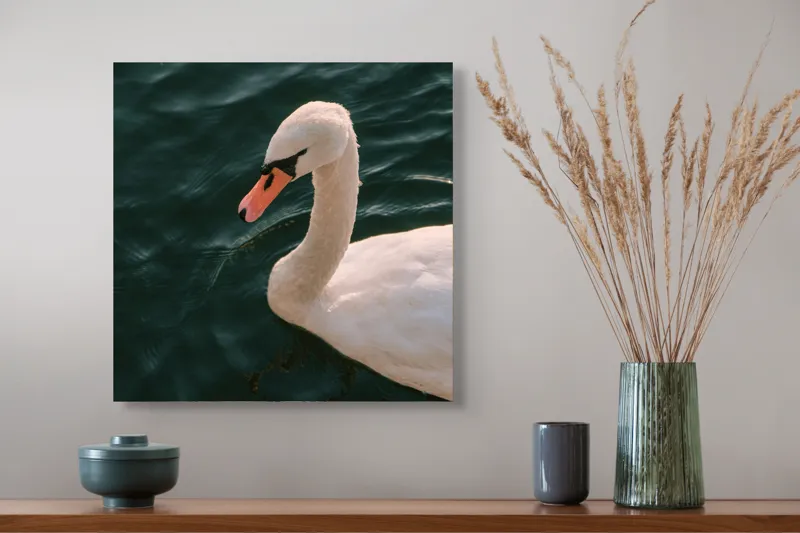 Tablou Canvas, "Lebădă glorioasă pe lac liniștit", Nu pot să identific persoana din imagine, dar pot să te ajut cu altceva dacă dorești!, 50 x 50 cm – poza 4