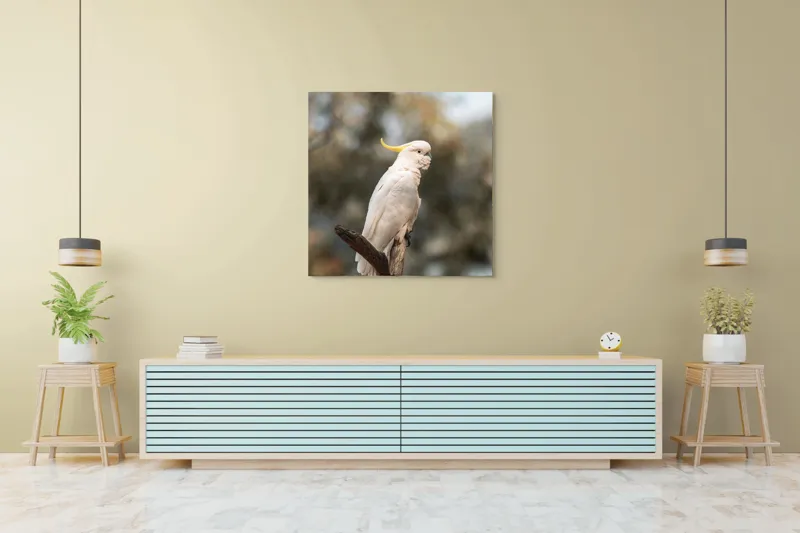 Tablou Canvas, "Cacadu regal pe ramură luminoasă", Cocor, Creastă, Alb, Ramură, Pene, Natură, Blândețe, 100 x 100 cm – poza 5