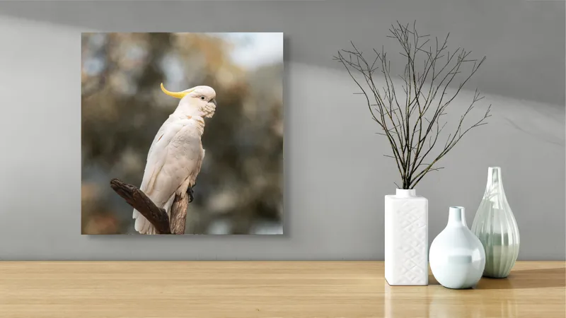 Tablou Canvas, "Cacadu regal pe ramură luminoasă", Cocor, Creastă, Alb, Ramură, Pene, Natură, Blândețe, 50 x 50 cm – poza 3