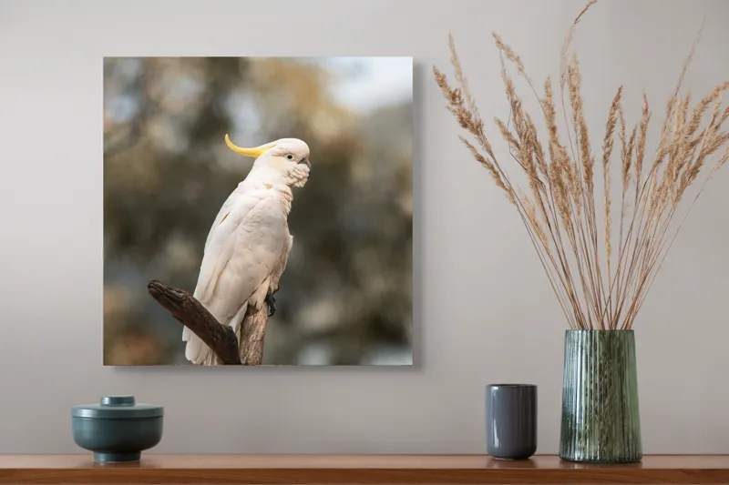 Tablou Canvas, "Cacadu regal pe ramură luminoasă", Cocor, Creastă, Alb, Ramură, Pene, Natură, Blândețe, 50 x 50 cm – poza 4