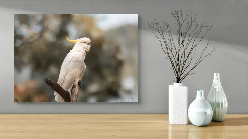 Tablou Canvas, "Cacadu regal pe ramură luminoasă", Cocor, Creastă, Alb, Ramură, Pene, Natură, Blândețe, 70 x 50 cm – poza 3