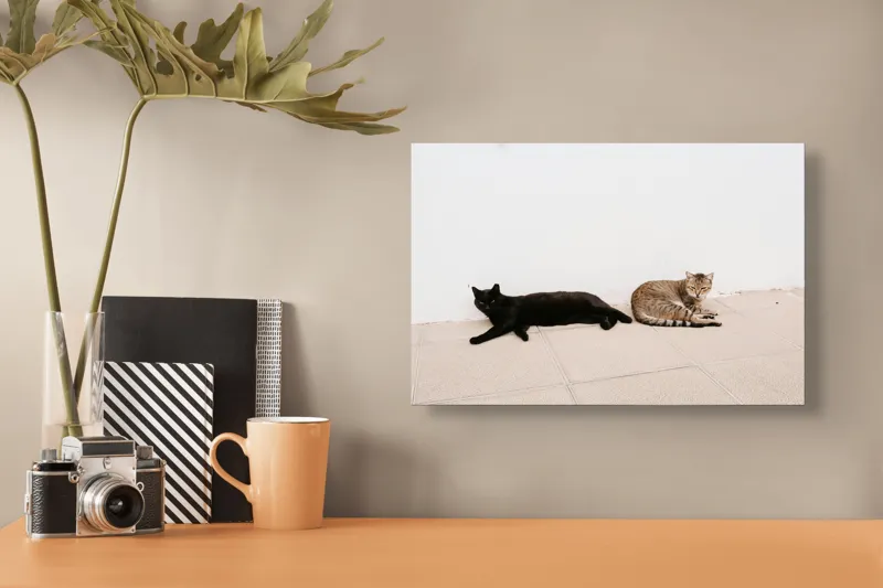 Tablou Canvas, "Două pisici leneșe la umbră", Pisici, Relaxare, Contrast, Pardoseală, Zid, 39 x 26 cm – poza 3