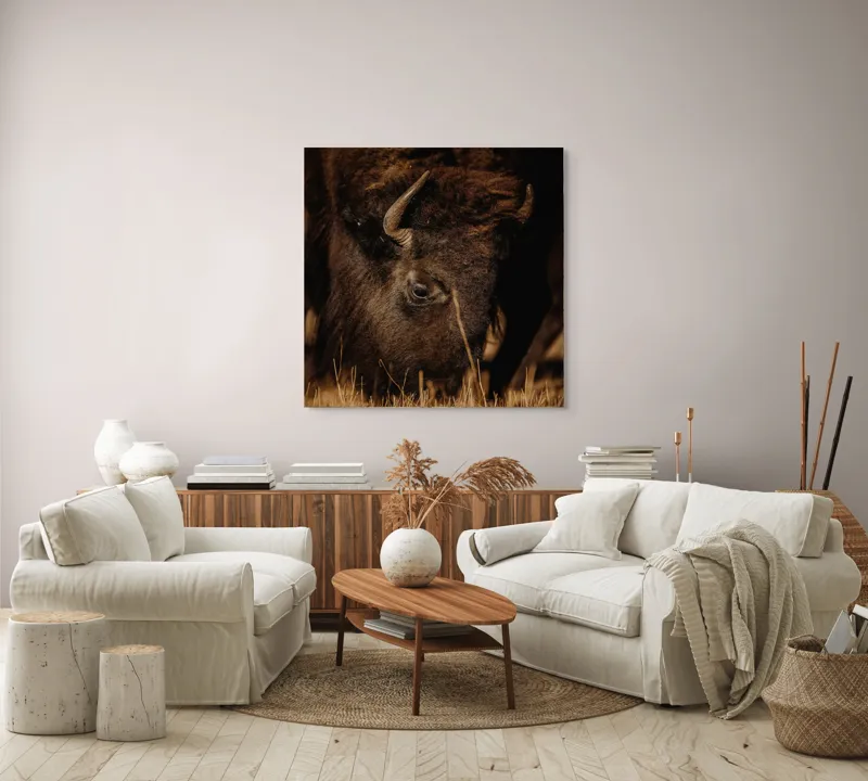 Tablou Canvas, "Bizonul pășcă liniștit în amurg", Bizon, Blană, Iarbă, Pământie, Natură, Corn, Privire, Animal, Sălbatic, 100 x 100 cm – poza 3