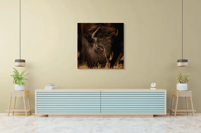 Tablou Canvas, "Bizonul pășcă liniștit în amurg", Bizon, Blană, Iarbă, Pământie, Natură, Corn, Privire, Animal, Sălbatic, 100 x 100 cm – poza 5