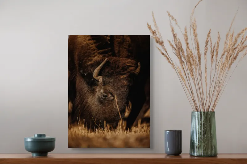 Tablou Canvas, "Bizonul pășcă liniștit în amurg", Bizon, Blană, Iarbă, Pământie, Natură, Corn, Privire, Animal, Sălbatic, 39 x 54 cm – poza 3