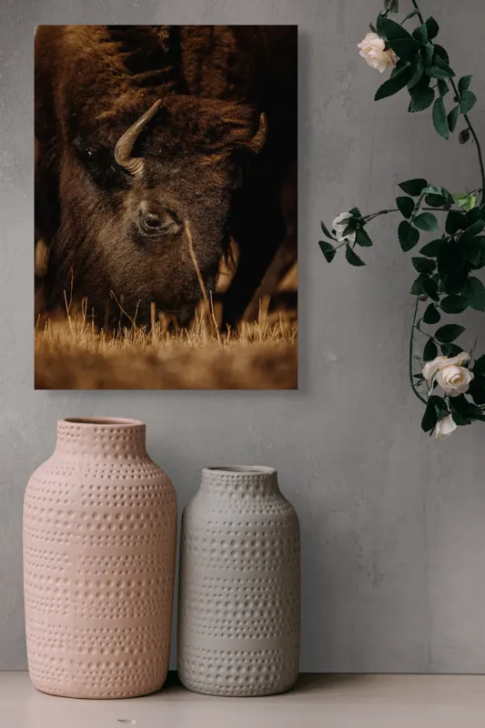 Tablou Canvas, "Bizonul pășcă liniștit în amurg", Bizon, Blană, Iarbă, Pământie, Natură, Corn, Privire, Animal, Sălbatic, 39 x 54 cm – poza 6