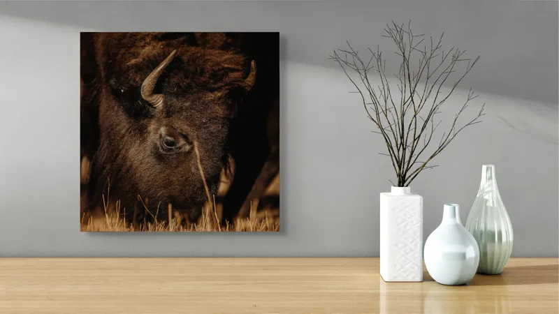Tablou Canvas, "Bizonul pășcă liniștit în amurg", Bizon, Blană, Iarbă, Pământie, Natură, Corn, Privire, Animal, Sălbatic, 50 x 50 cm – poza 3
