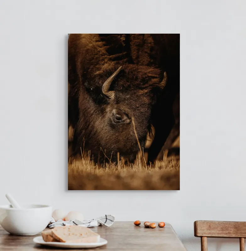 Tablou Canvas, "Bizonul pășcă liniștit în amurg", Bizon, Blană, Iarbă, Pământie, Natură, Corn, Privire, Animal, Sălbatic, 50 x 70 cm – poza 3