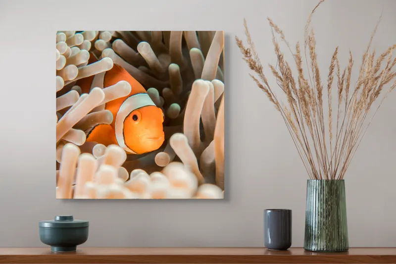 Tablou Canvas, "Peștele clown ascuns în anemonele marine", Clovn, Portocaliu, Anemone, Ocean, Ascunzătoare, Dungi, Apa, Lumină, Viață, Marină, 50 x 50 cm – poza 4