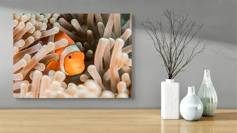 Tablou Canvas, "Peștele clown ascuns în anemonele marine", Clovn, Portocaliu, Anemone, Ocean, Ascunzătoare, Dungi, Apa, Lumină, Viață, Marină, 70 x 50 cm – poza 3
