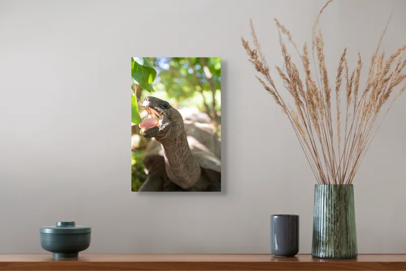Tablou Canvas, "Țestoasă savurând frunze verzi proaspete", Turtle, Leaves, Sunlight, Forest, Nature, 26 x 39 cm – poza 5