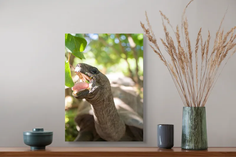 Tablou Canvas, "Țestoasă savurând frunze verzi proaspete", Turtle, Leaves, Sunlight, Forest, Nature, 39 x 54 cm – poza 3