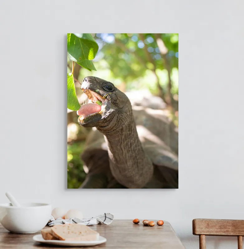 Tablou Canvas, "Țestoasă savurând frunze verzi proaspete", Turtle, Leaves, Sunlight, Forest, Nature, 50 x 70 cm – poza 3