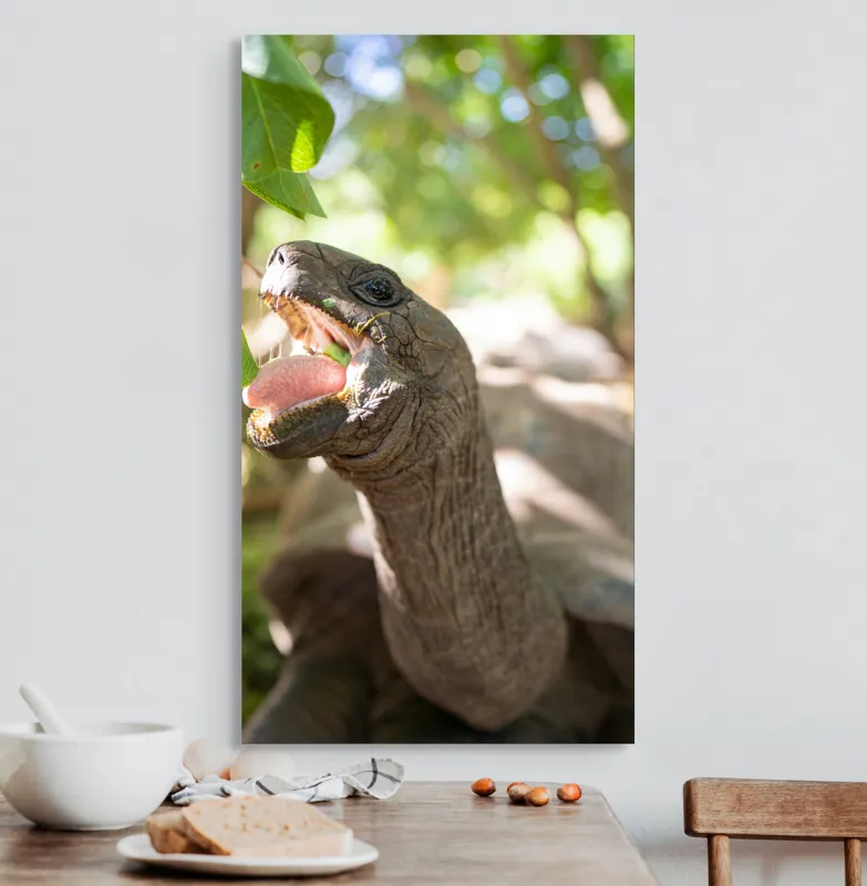 Tablou Canvas, "Țestoasă savurând frunze verzi proaspete", Turtle, Leaves, Sunlight, Forest, Nature, 50 x 90 cm – poza 3