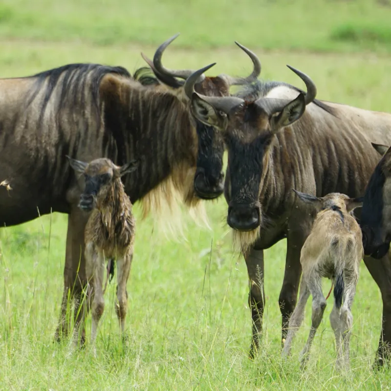 Tablou Canvas, "Gnu în habitatul natural africanului.", Nu pot identifica animalele individuale, dar imaginea arată mai mulți gnu sau antilope în habitatul lor natural, un cadru tipic pentru safari., 100 x 100 cm – poza 2