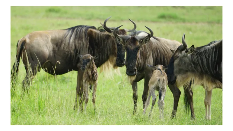 Tablou Canvas, "Gnu în habitatul natural africanului.", Nu pot identifica animalele individuale, dar imaginea arată mai mulți gnu sau antilope în habitatul lor natural, un cadru tipic pentru safari., 54 x 39 cm