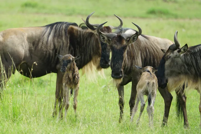 Tablou Canvas, "Gnu în habitatul natural africanului.", Nu pot identifica animalele individuale, dar imaginea arată mai mulți gnu sau antilope în habitatul lor natural, un cadru tipic pentru safari., 150 x 100 cm – poza 2